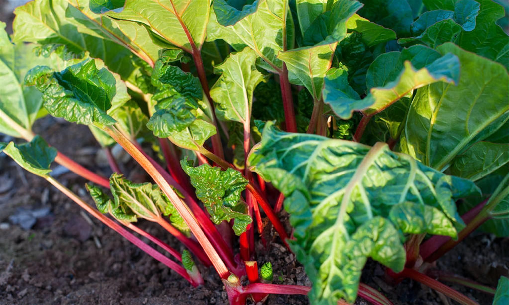 药用价值|一味被人严重低估其价值的良药,服之可促代谢、运脾胃、除湿气