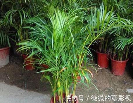 家里空气差,气候干燥,买3盆花摆家里,气候宜人,很舒适