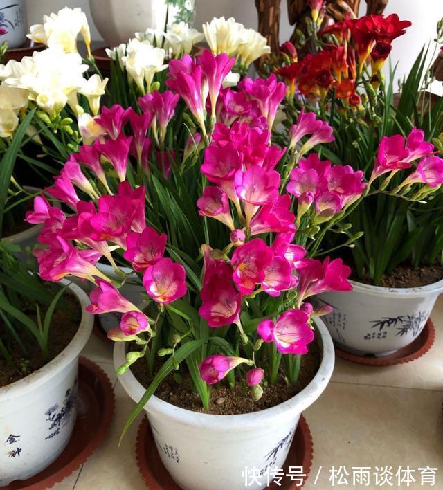 冬天养盆“香水花”,比大蒜还好养,十个颜色轮流开,满屋香水味