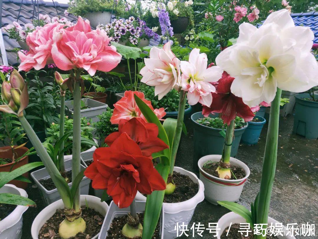 虎皮兰|9种花特怕冷，低温浇水容易冻死，夜晚套袋子保暖