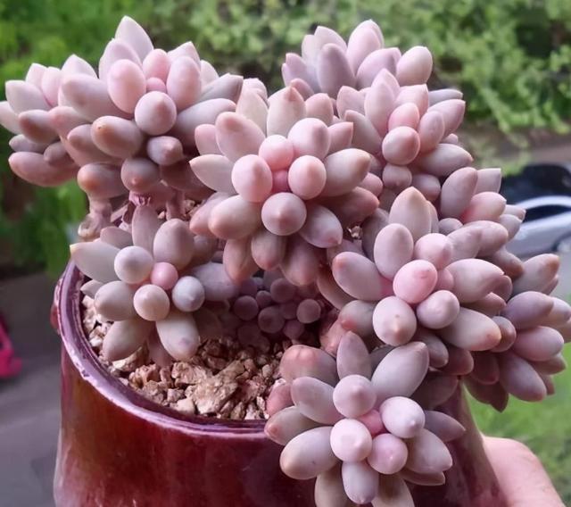 株苗|10度养多肉，不拖延这3件事，越冬后才不会仅剩空盆、垃圾