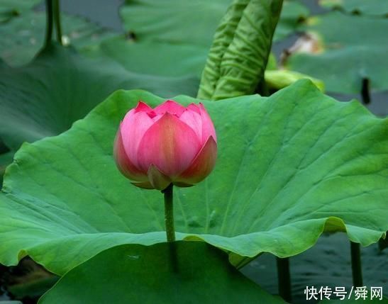 钞票|7月下旬，乘风破浪，财源广，事业进步，富贵连连的生肖