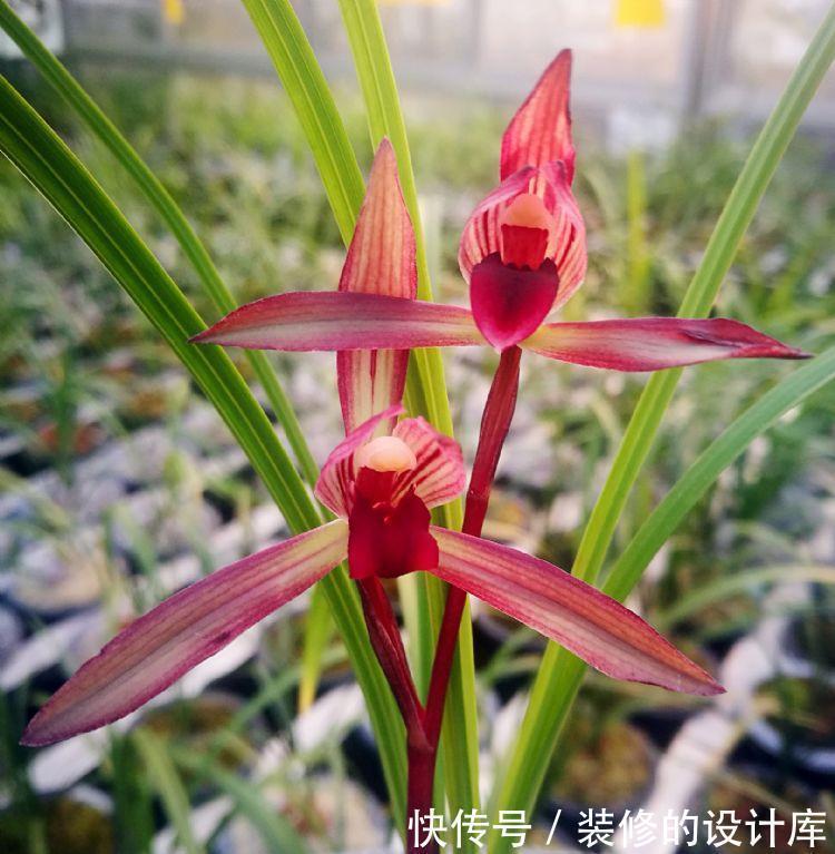 国色天香滇红素,从乡村野草到如今备受瞩目,无需春化还好养