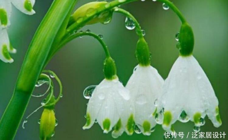 4种花很耐养,沾土就能活,开花漂亮花期长,谁养谁喜欢