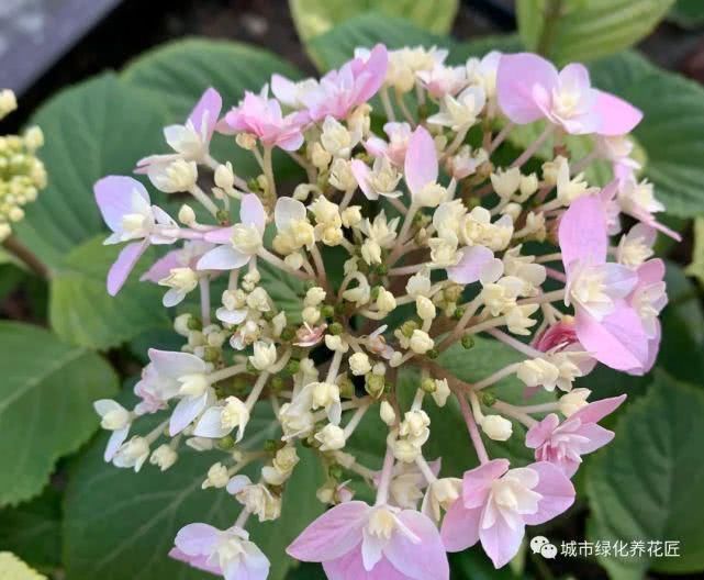 绣球花是抽水机,着不住暴晒,小心晒脱水,老司机有想法