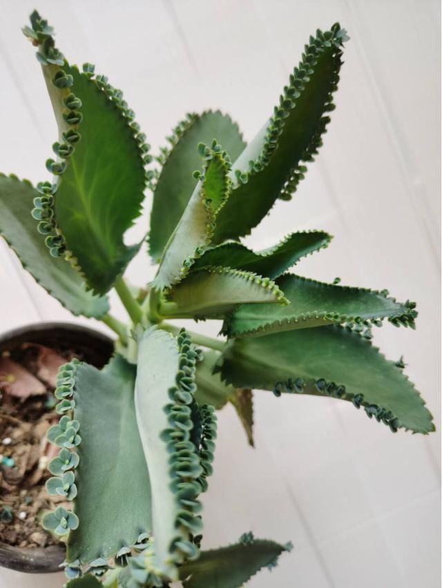 4种花特容易爆崽,呼呼长出一圈小芽,摁都摁不住