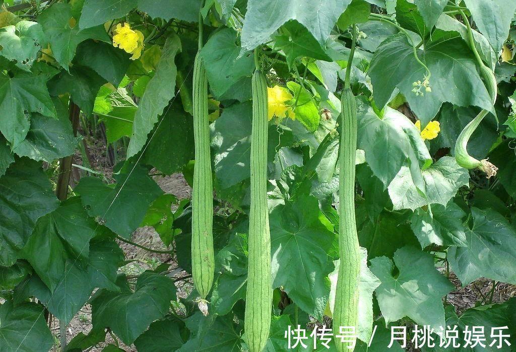 夏天|农村这种瓜夏季常吃,却少有人知道它的花很珍贵,炖汤喝清热解暑