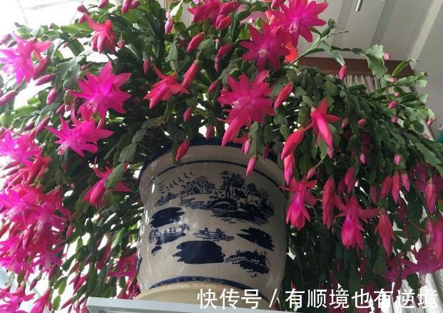 秋养君子兰、蟹爪兰、大花蕙兰,天凉后做好这些,嗖嗖地开花