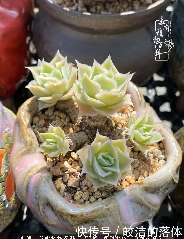 阳光露台多肉,天时地利人和!美肉知时节,当春乃发生!