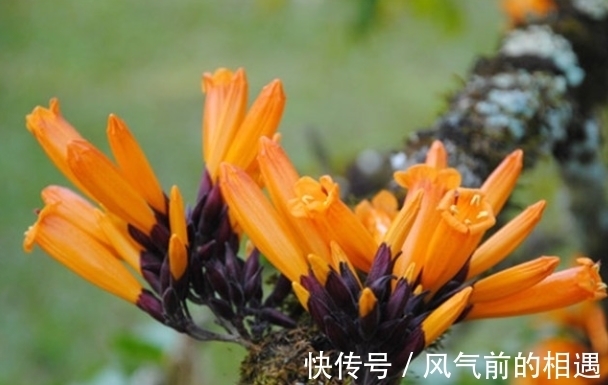 老鹰|它被哈尼族将其称之为''阿茨麻哈能''，傣族则称之为''埋糯比''