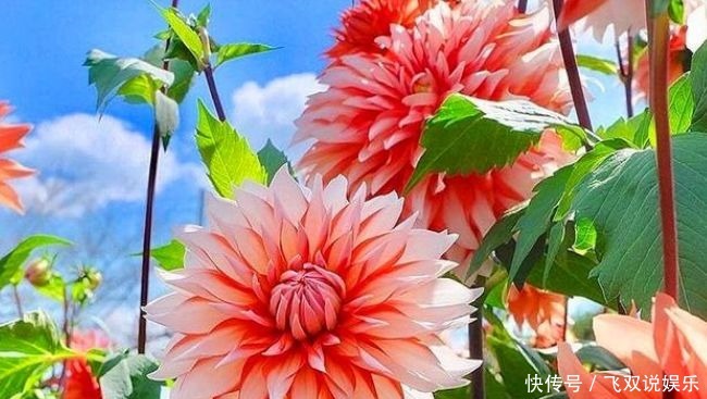 绣球花|忘了绿萝吊兰,此4款花卉,扦插就能活,花色美丽,四季开花