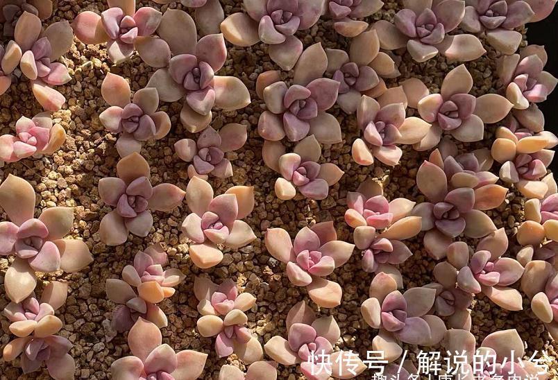 多肉繁殖方式一网打尽,学会后想怎么玩都行,1年之后还能变大户