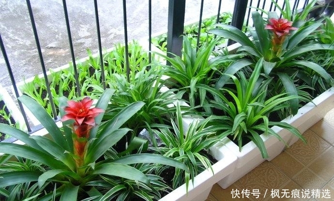 “大阳台房”鸡肋?才不会,看我老婆种的花草、蔬菜,邻居都吃腻