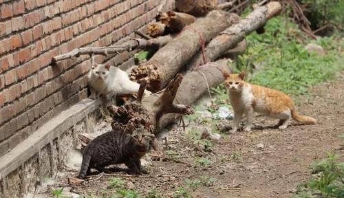 精华|农村俗话说“猪来穷,狗来富”,下一句才是精华,却少有人知道