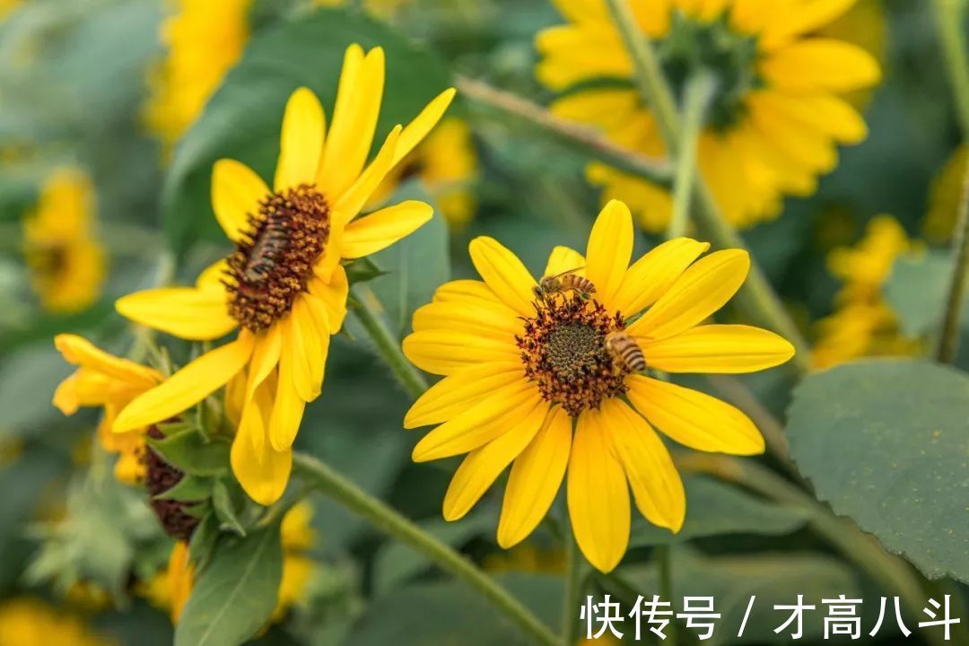 牡丹亭·写真!《牡丹亭》中的唯美句子,文艺典雅,丝毫不输诗词