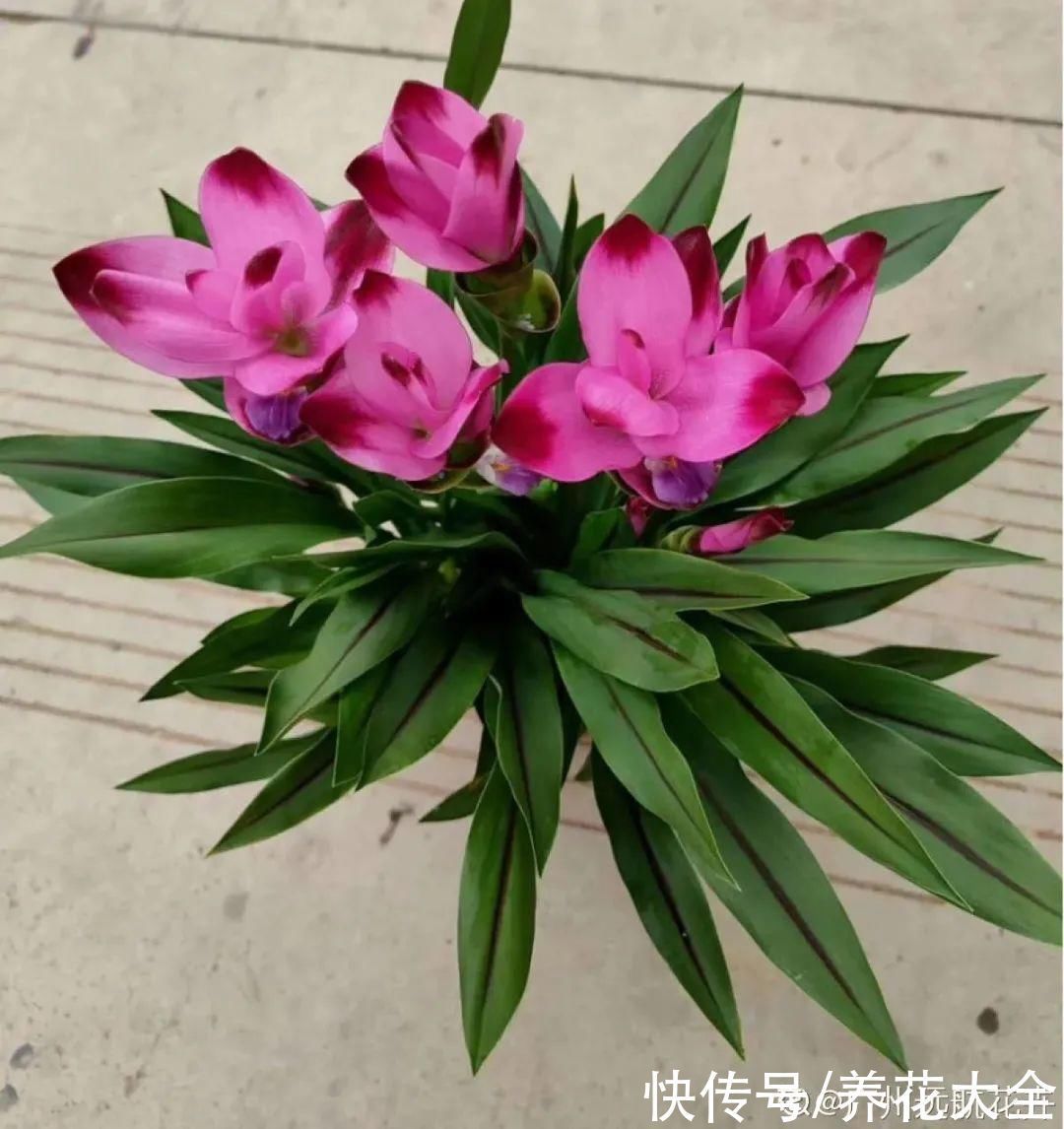 飘香藤|晒不死、热不死的花,越晒花越多,越热长越快
