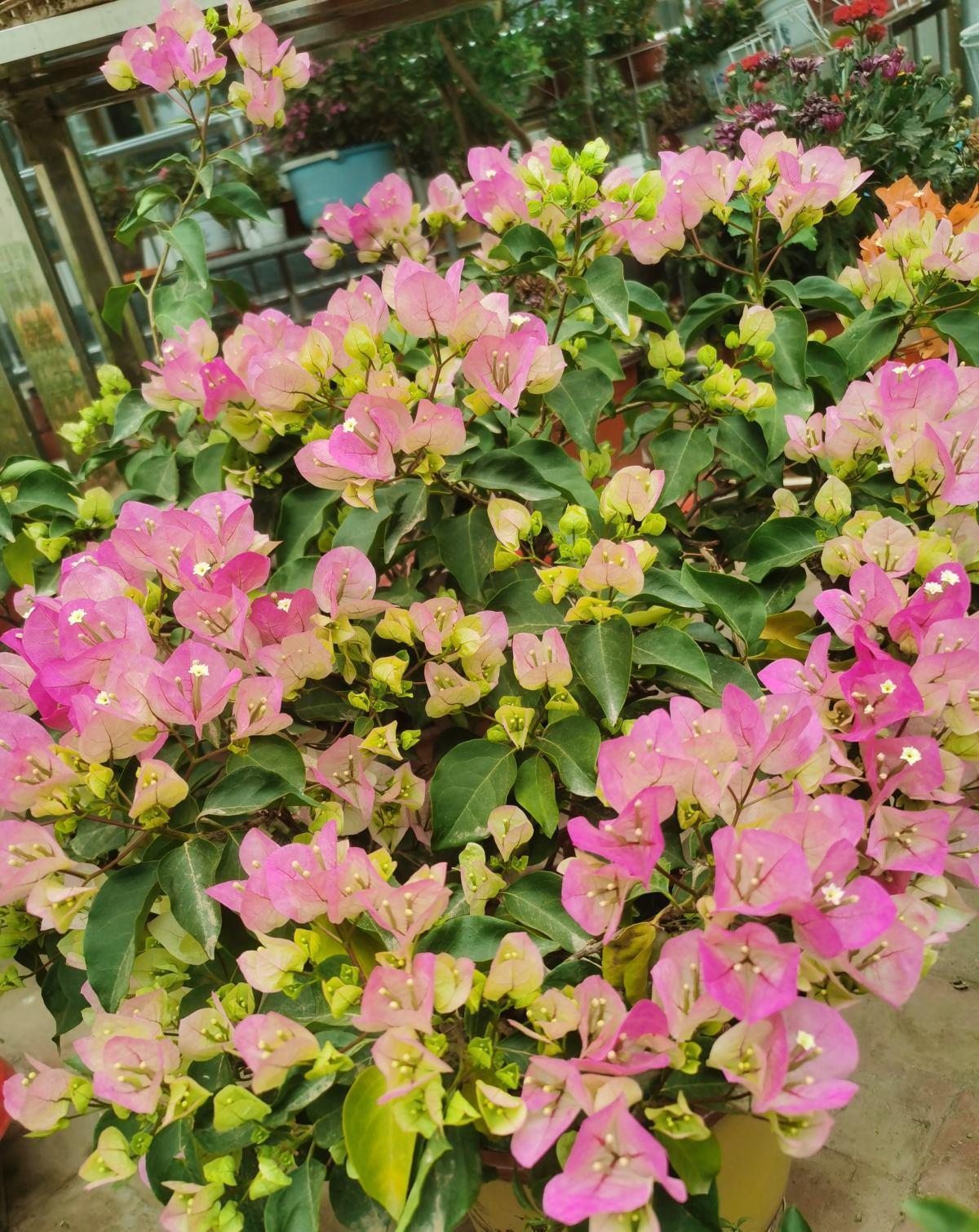 蟹爪兰|八月适合入手“6种花”，好养又漂亮，天气转凉更利于开花