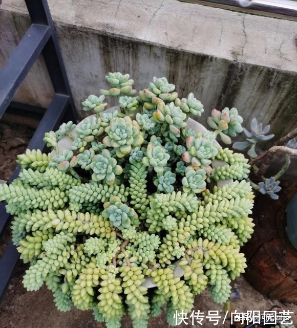 光照|多肉无需买太多,能把家里的养好了,这就够了,买多了没有用