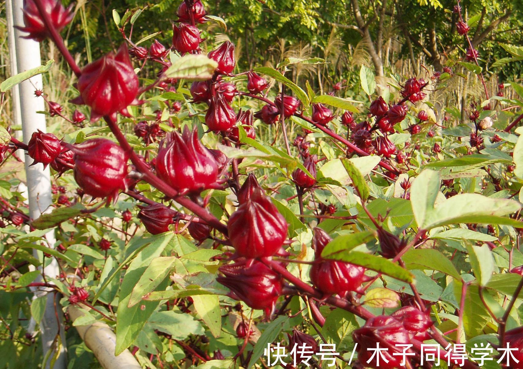 养花试试这几款,红艳又不媚俗,顶天立地的姿态,英雄般壮观