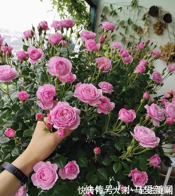 养护|花期最长的盆栽花，全年都开花，漂亮又芳香，养护容易，值得栽培