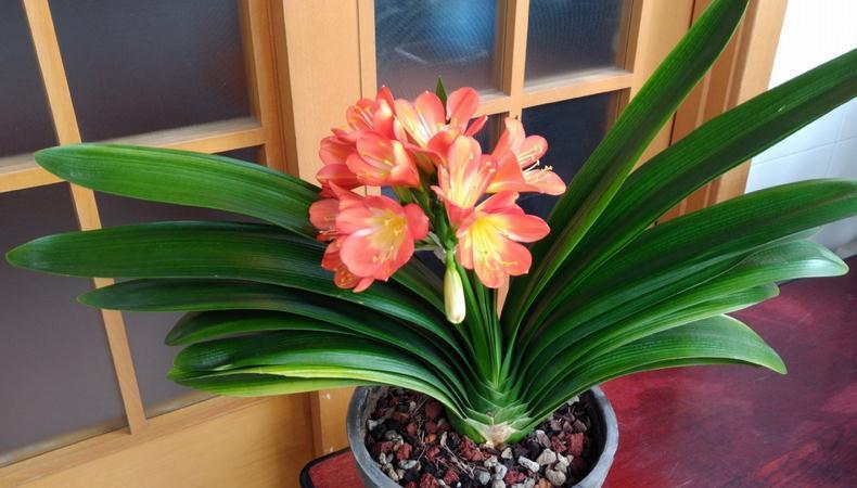 立冬养什么花合适?经验多的花匠爱推荐这4样,盆栽漂亮又好活