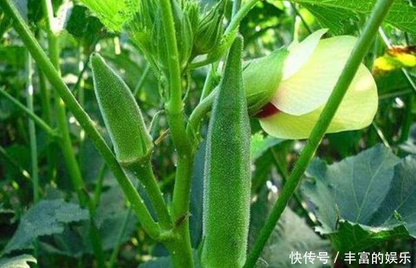 冬天了,推荐三种食物,美容养颜,抵抗衰老,早吃早健康
