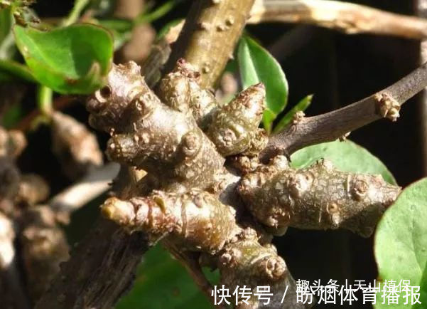 抗癌|乡下一种纯天然的野菜，常吃可以补肾、抗癌防衰老，食用价值高