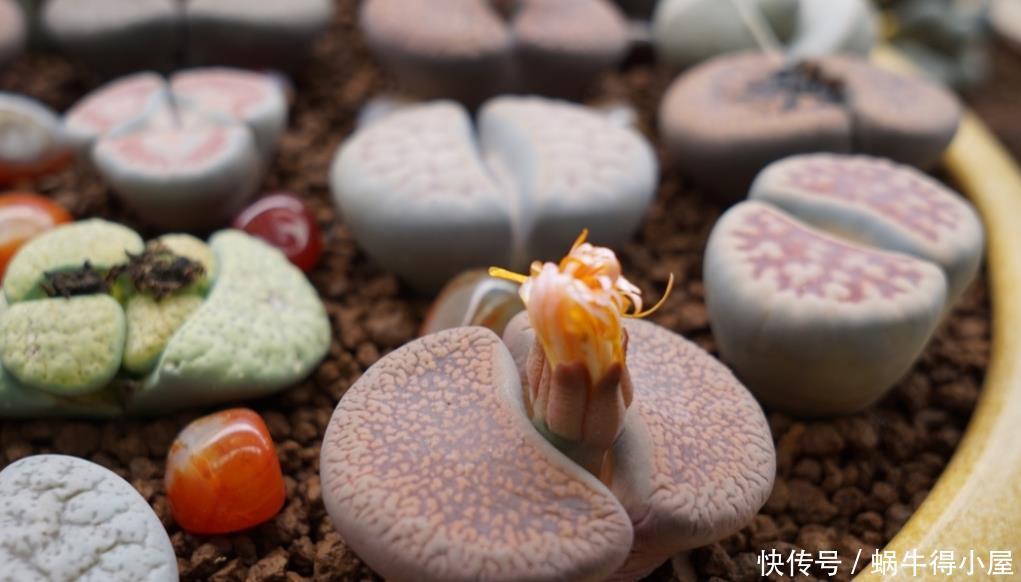 光照|5月,养多肉先检查一遍,看看它们有没有这些症状,休眠了?