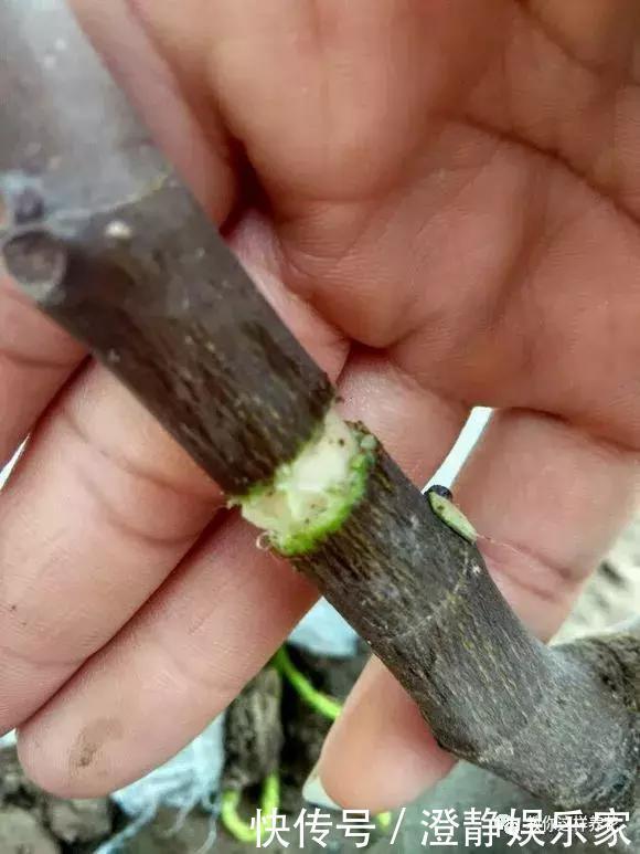 枝条|1个塑料瓶套在无花果枝条上,10天就生根,当年就结50多颗果