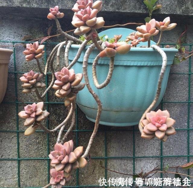 观赏价值|她用2年时间，把多肉养成“悬崖老桩”，总结了3个实用方法！
