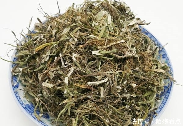 野外|野外的这种野草你见过吗?竟然可以治疗这么多种病!