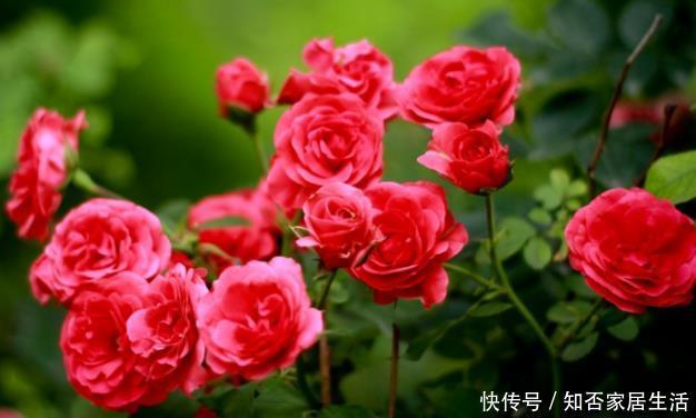 新手养护花卉,就养分分钟爆盆,花团锦簇的花卉,花开花香浓郁!