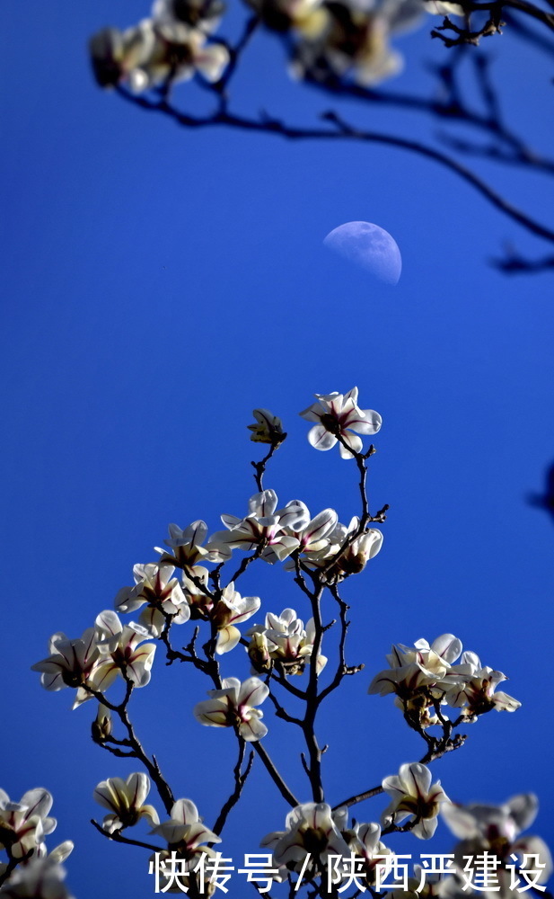 老年|新虹口花园的玉兰花开了【严建设】