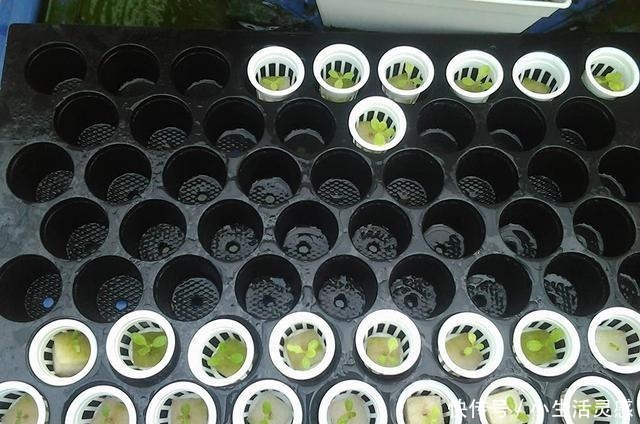 老妈如今在家种菜不用土了!海绵剪剪插蔬菜苗,天天吃菜不花钱!