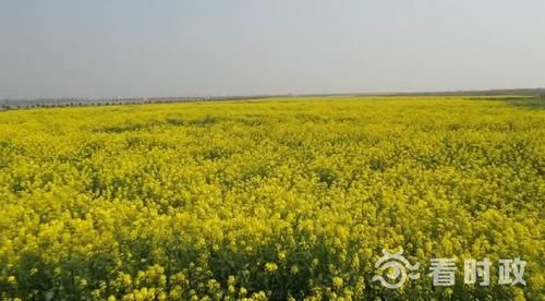 人间四月芳天气晴好 踏青赏花正当时