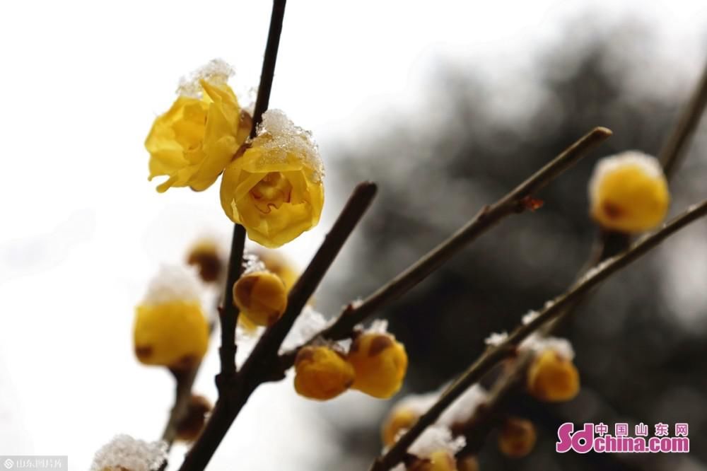 蜡梅吐蕊，玉兰含苞：济南初雪后，大明湖静美如诗