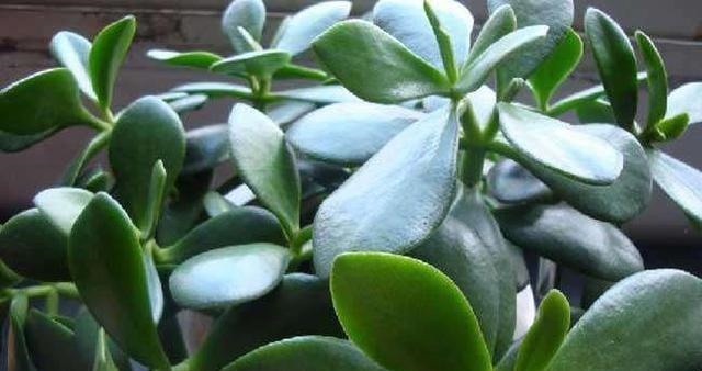 这几种花寿命长,一盆能活几十年,养在家里能当传家宝