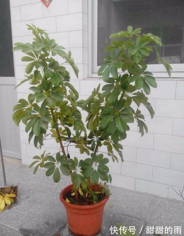有一种伪“发财树”,好养净化空气,管理做好四点,“蹭蹭”冒芽