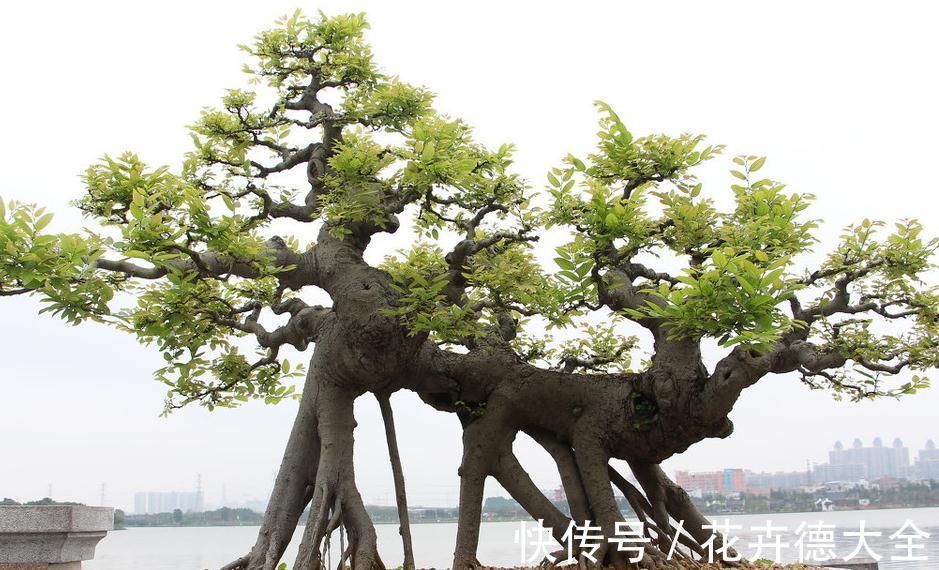 青苔|丛林式盆景分为树桩盆景和水旱盆景两大类，配以石头人物小摆件