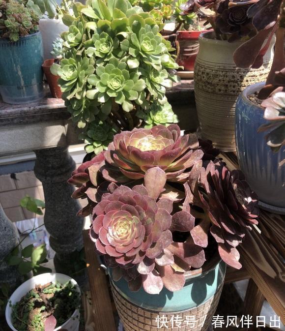 白露过后,气温开始下降,法师进入生长期,多浇水,冠幅更美