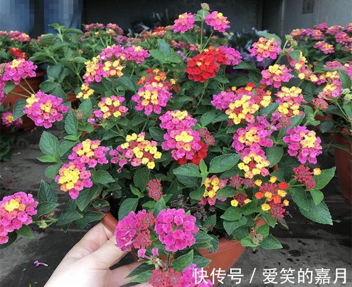 花草|家里养上4种花，百花齐放，鲜艳无比，开成百花园！