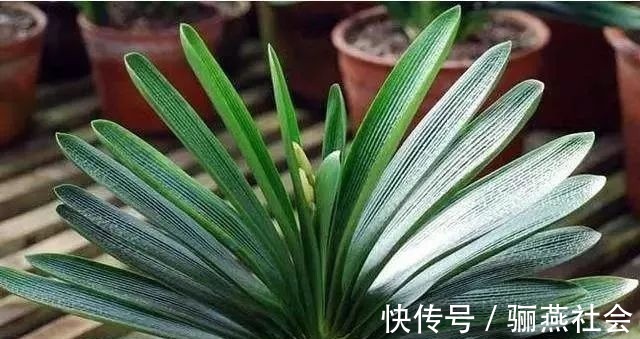 肉质根|给君子兰换盆,5个要点要“记牢”,服盆快,不烂根!