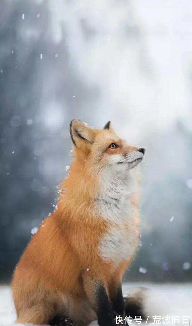 狐狸@聊斋故事:荞中怪、捉狐