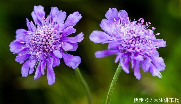 爆盆|四种花常年开花易爆盆,被称为花卉界的劳模,一开就是100天!