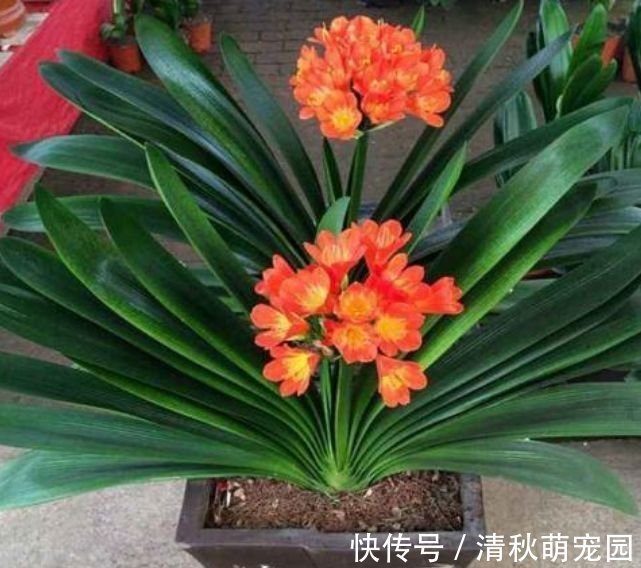 花卉|家里养此款花卉,便宜又好养,简单易成活,纯洁美