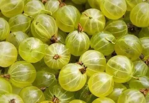 藕根|女性过了40岁,常吃三种食物,补充营养,滋补身体,好吃又不贵