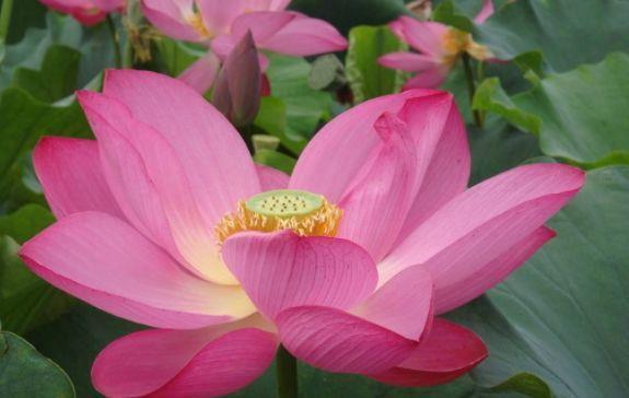 4种漂亮花,好打理,易爆盆,叶子油绿,花朵漂亮!