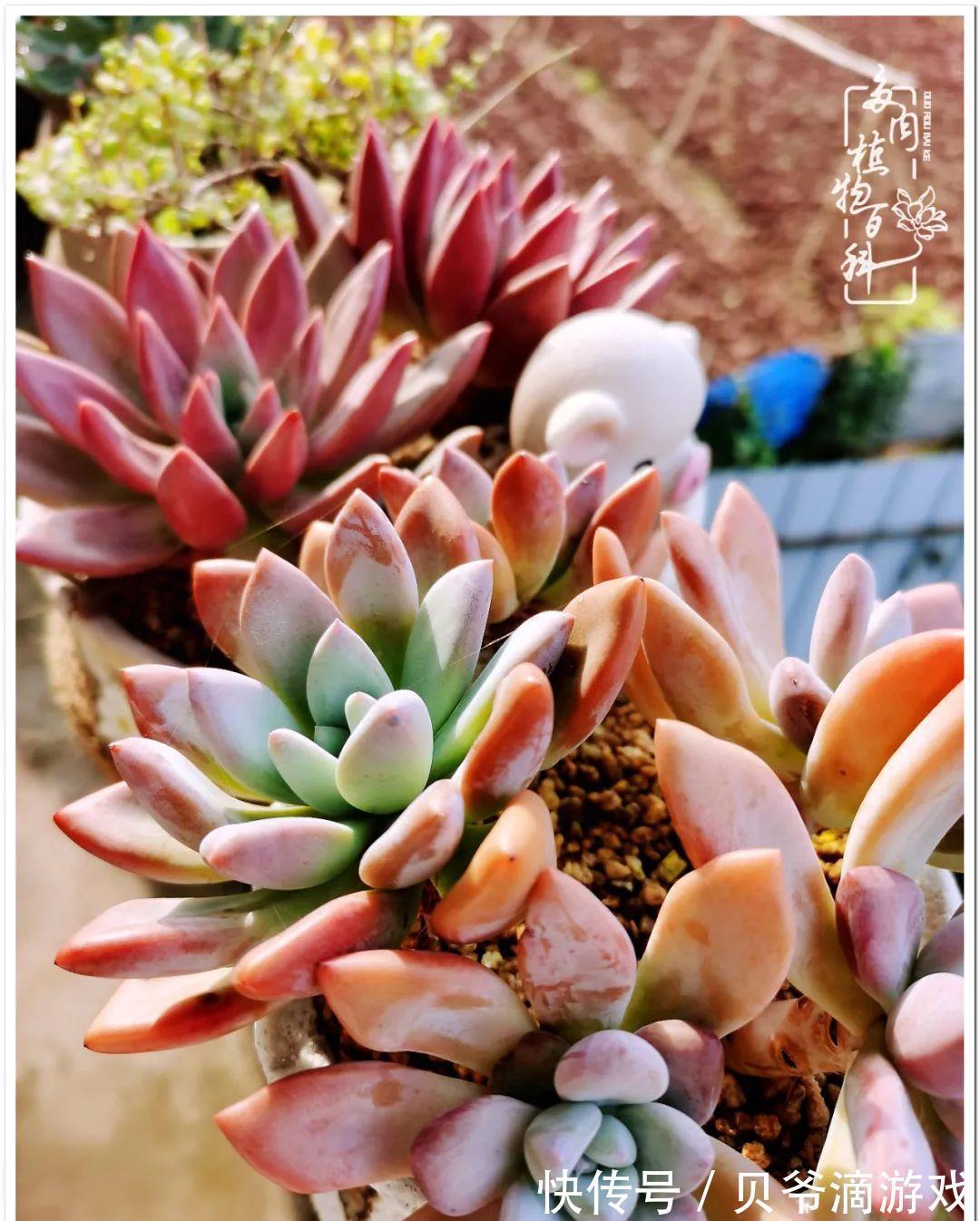 绮罗|养多肉是喜欢,顺其自然是心境!