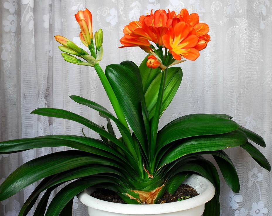 秋养君子兰,做好“施肥”与“换盆”,根系健壮,安稳过冬不是事