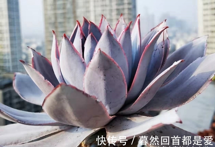 买的多肉专用土不透水?可能是假的,还不如跟老肉友学习自己配土